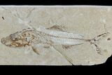 Cretaceous Fish (Spaniodon) With Pos/Neg - Lebanon #115746-5
